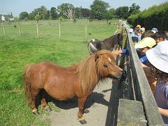 School Tour to Turoe Pet Farm