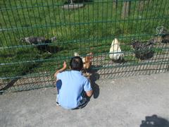 School Tour to Turoe Pet Farm