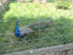 School Tour to Turoe Pet Farm