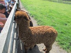 School Tour to Turoe Pet Farm