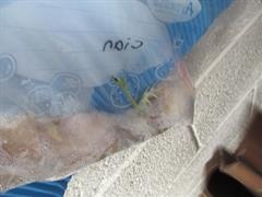 Water Cycle and Seeds