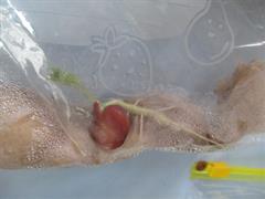 Water Cycle and Seeds