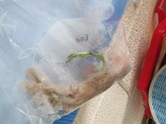 Water Cycle and Seeds