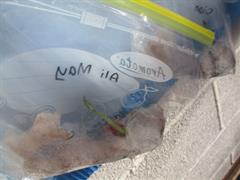 Water Cycle and Seeds