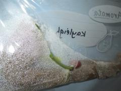 Water Cycle and Seeds