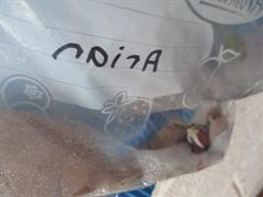Water Cycle and Seeds