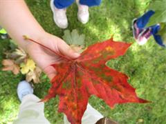 Autumn Treasures
