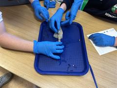 5th Class Students Dive Into 