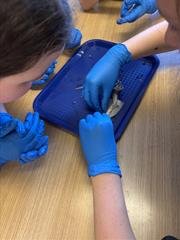 5th Class Students Dive Into 