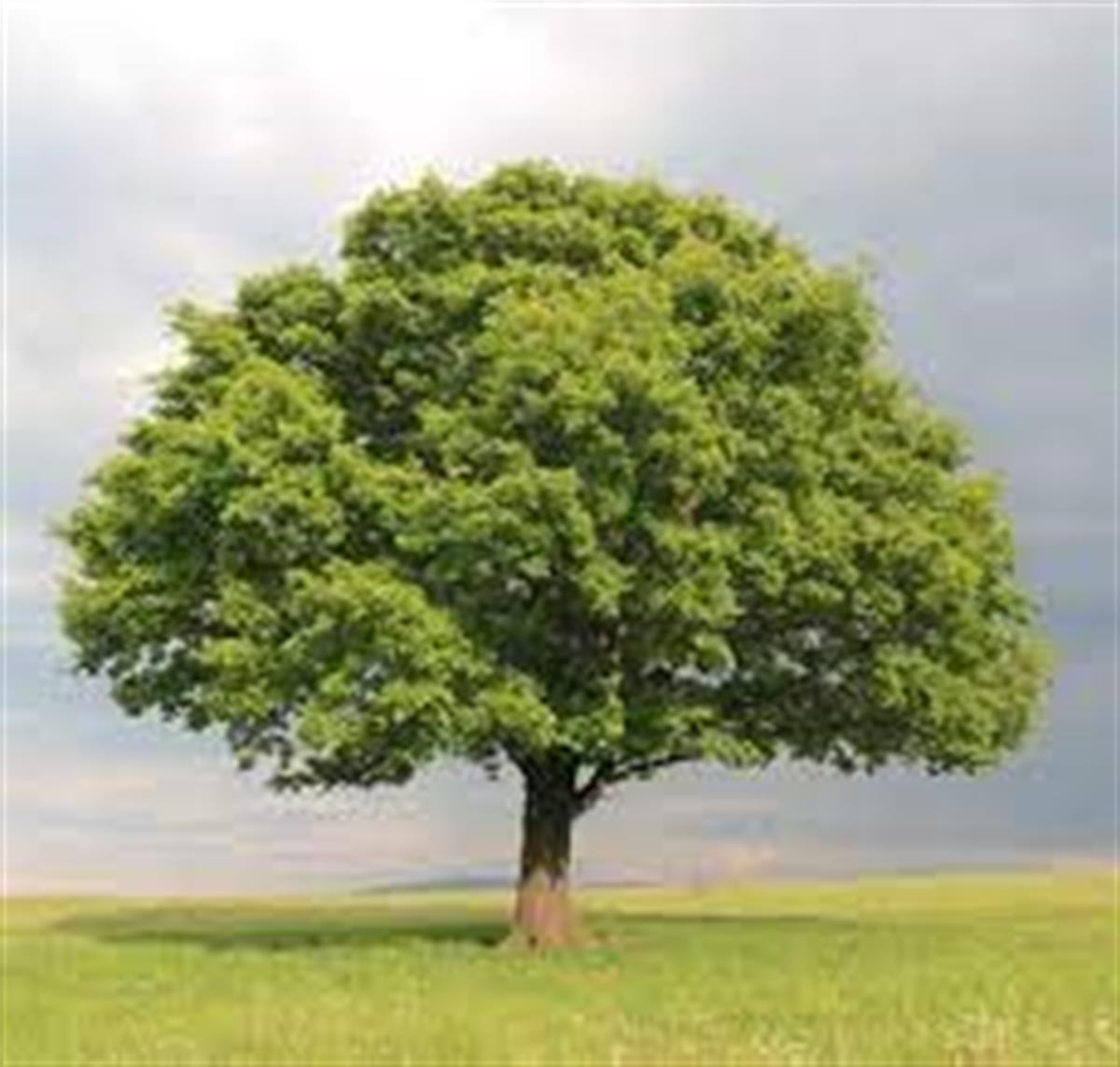 nhb_Oak_Tree.jpg