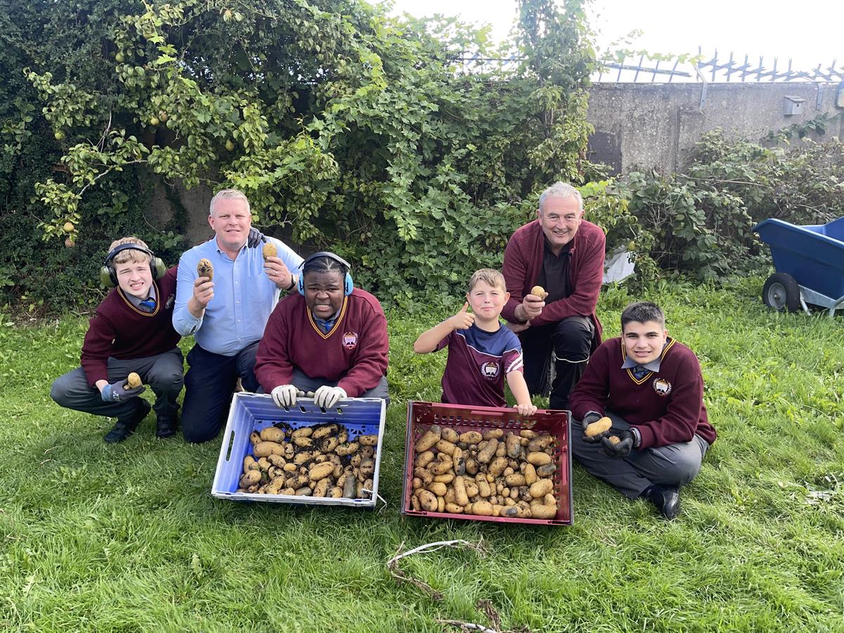 A5's Potato Harvest