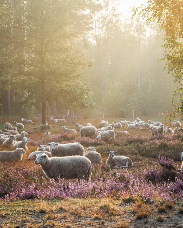 Nijlens Kadootje