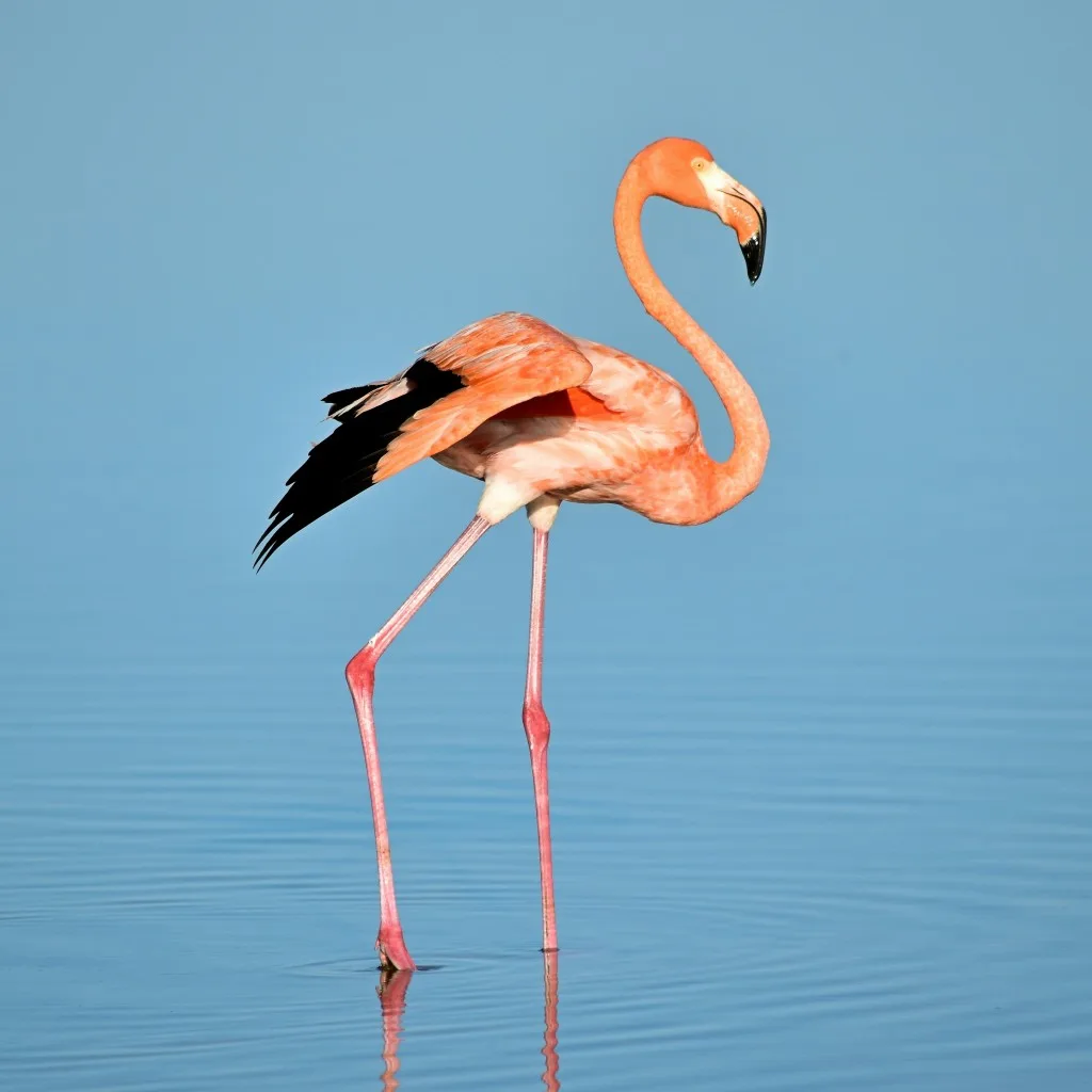 Flamingo standing in shallow water, sharper detail after upscaling