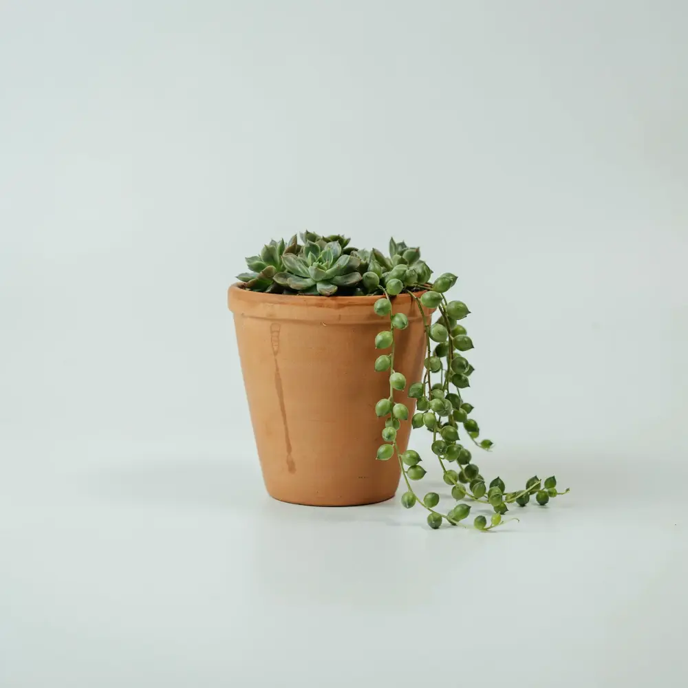 A potted succulent on a grey background