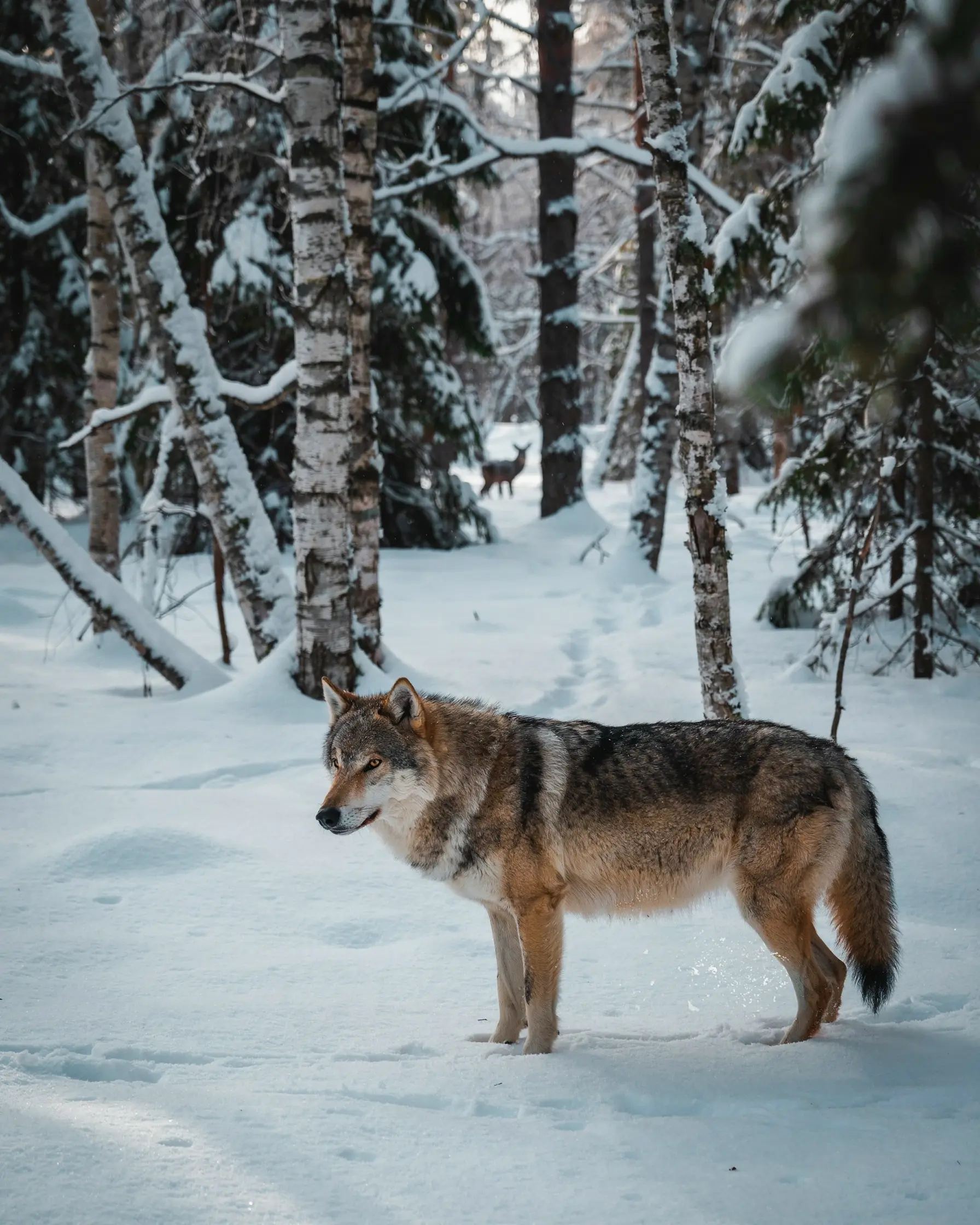 Wolf in a snowy forest generated from a four-word brief with Magic Prompt on.