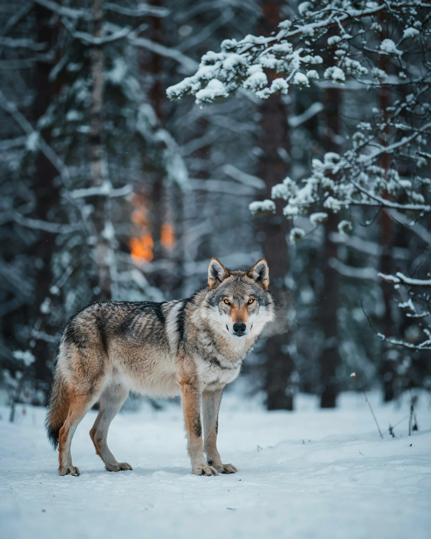 Wolf in a snowy boreal forest, structured JSON prompt, candid editorial framing.