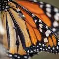 A small, low-resolution photo of a butterfly wing