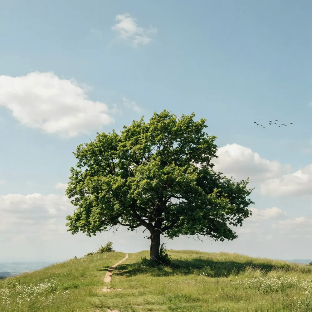 A square photo of a tree on a hill