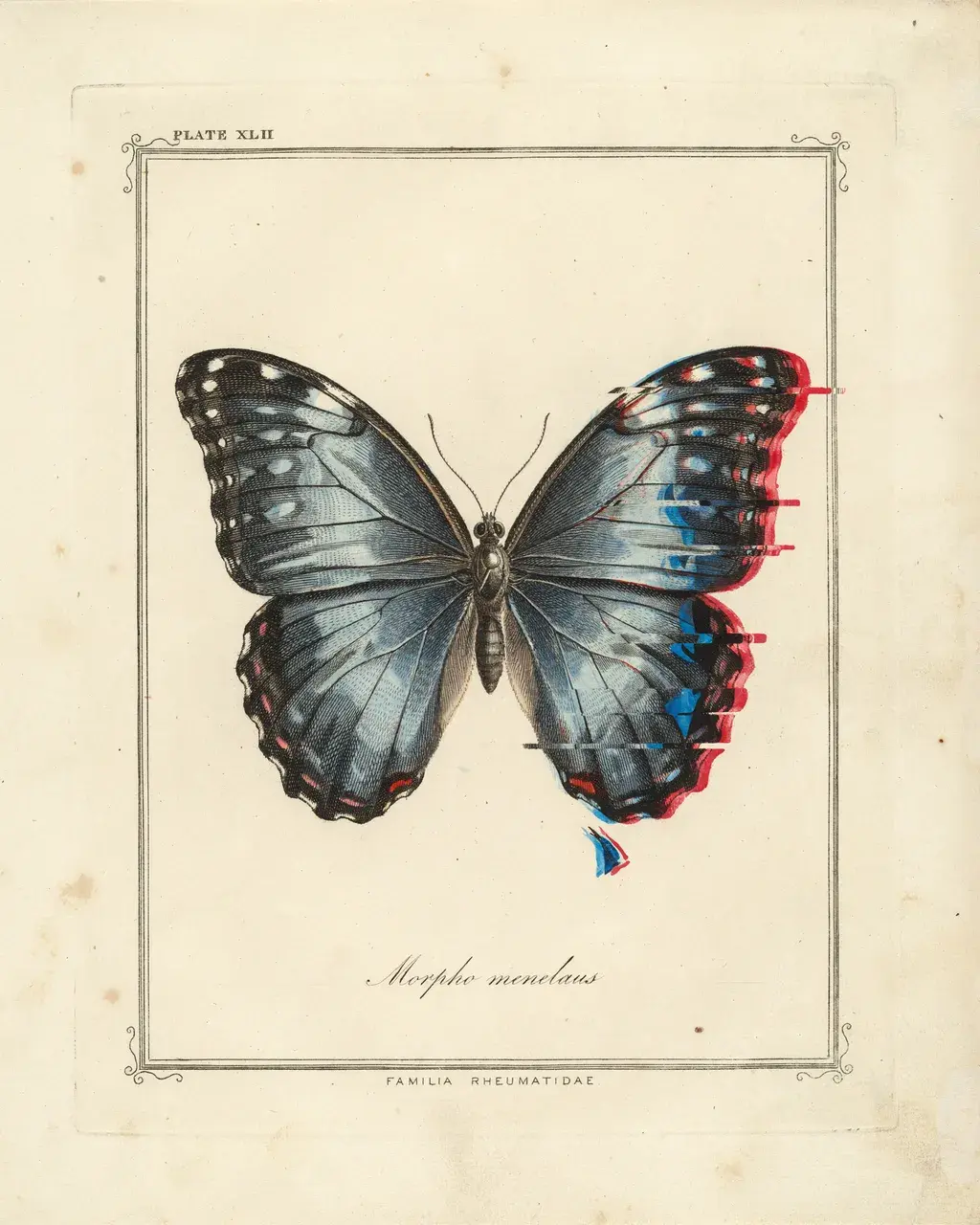 Victorian entomological copperplate engraving of a Morpho butterfly pinned to mounting board, the wings attacked by pixel-sort glitch: blue channel offset left, magenta right, VHS scan-line banding dissolving the specimen into electric columns.