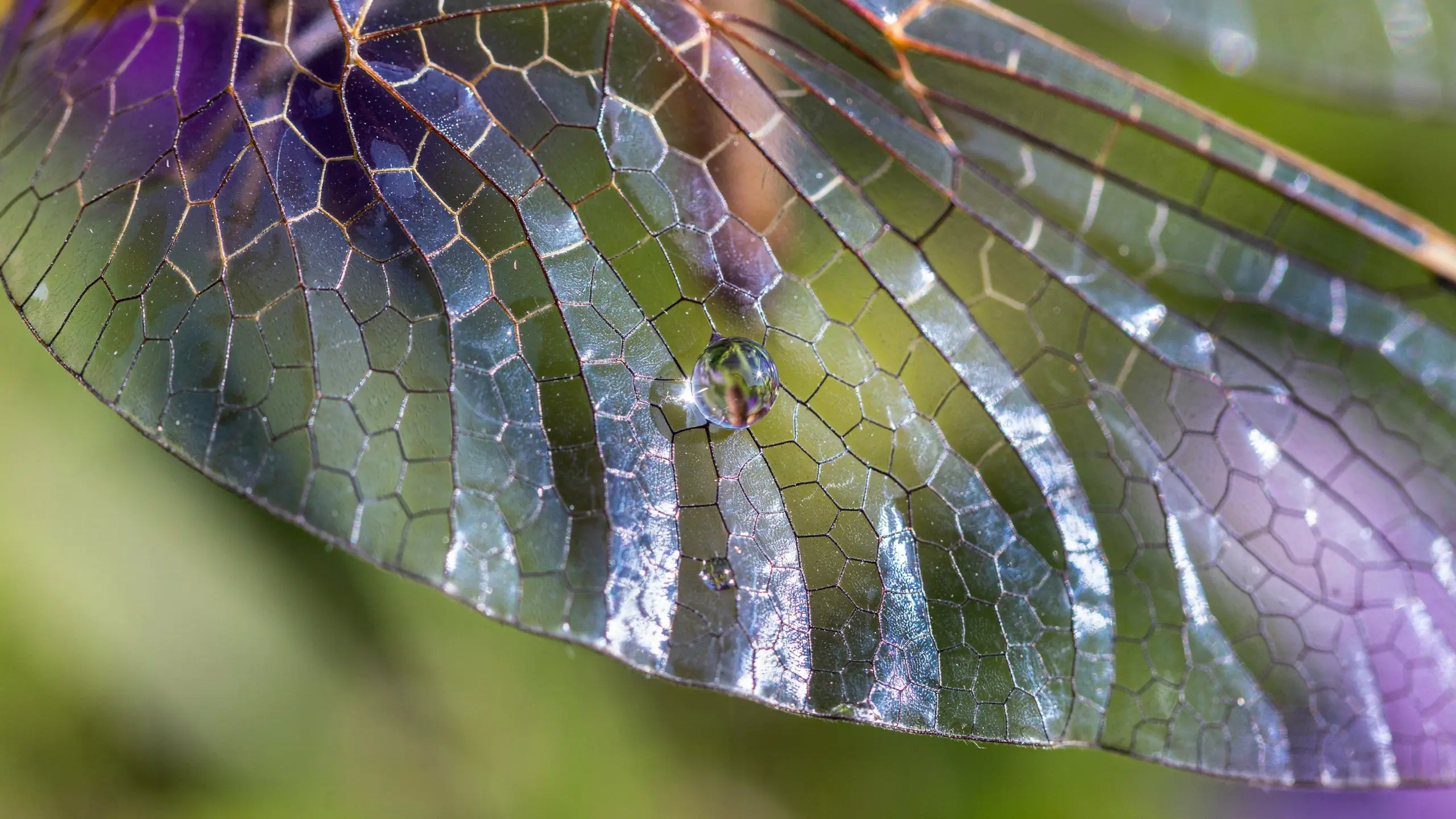 Dragonfly wing in extreme macro, backlit by sunlight, iridescent structural blues and purples, dewdrop lens at one vein junction.