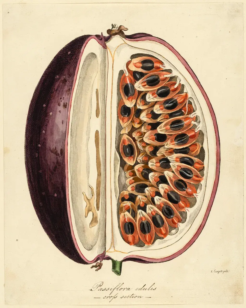 19th-century botanical illustration: passion fruit cross-section, watercolor over ink, coral arils and purple-black rind on cream laid paper.