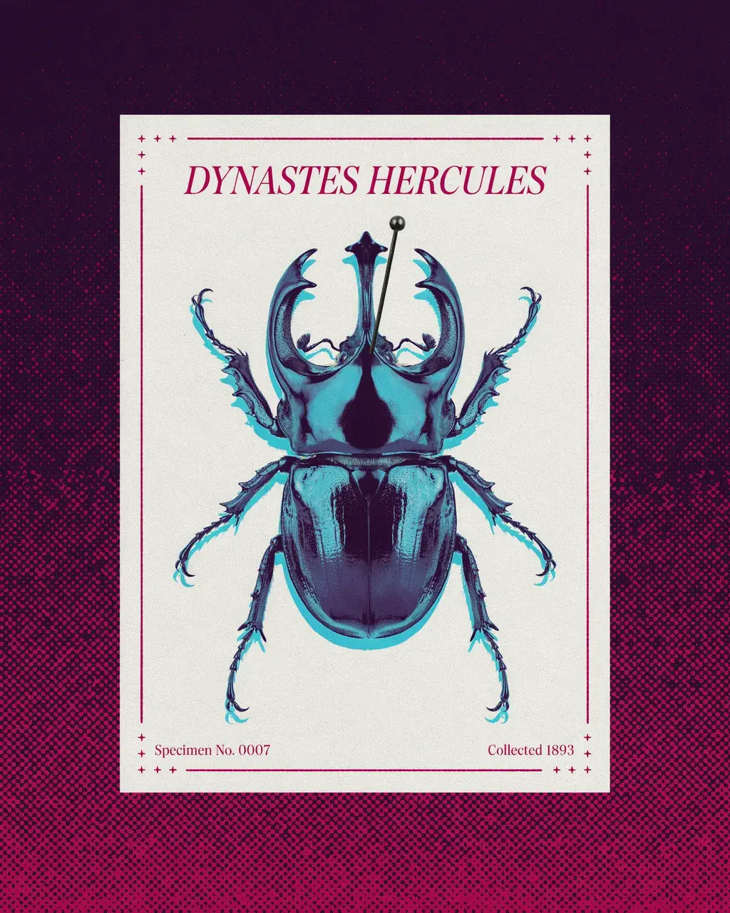Three-color screenprint of a natural history museum rhinoceros beetle specimen card, Dynastes Hercules, Specimen 0007, electric cyan and deep violet halftone dot separations with magenta taxonomy labels, ink misregistration, vaporwave purple-to-magenta gradient background.