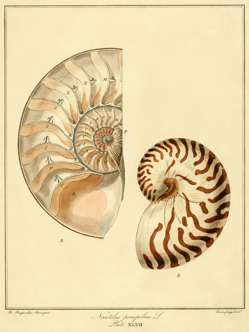 19th-century natural history plate: nautilus shell in cross-section and exterior view, Ernst Haeckel style, watercolor over ink, cream and chestnut, Latin labels.