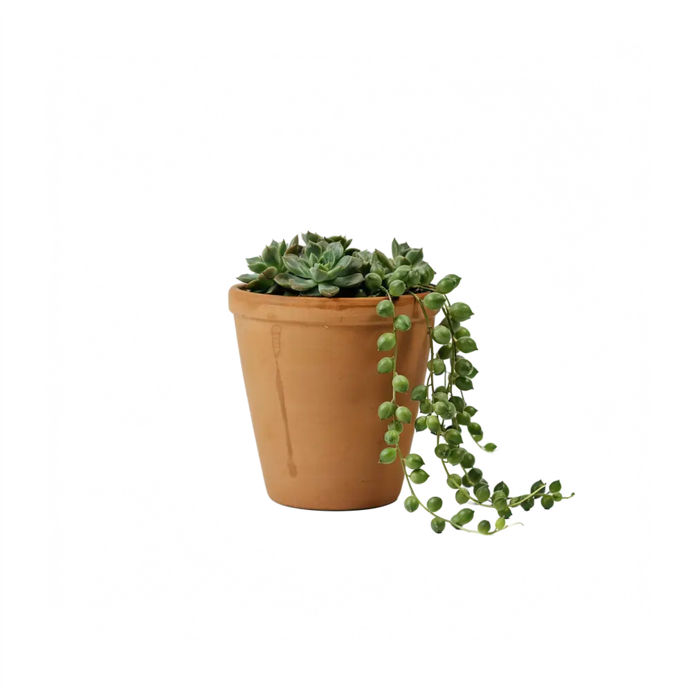 The succulent on a transparent background