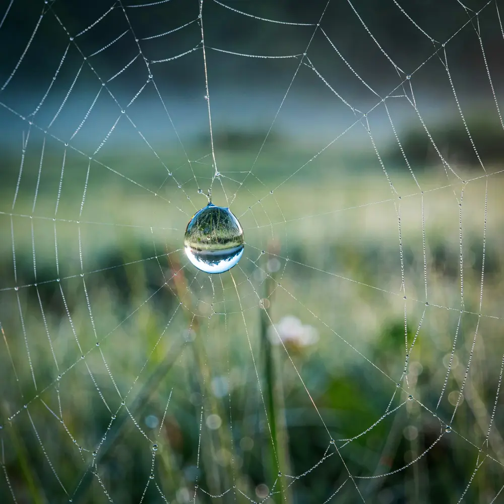 The spider web upscaled, sharp and detailed