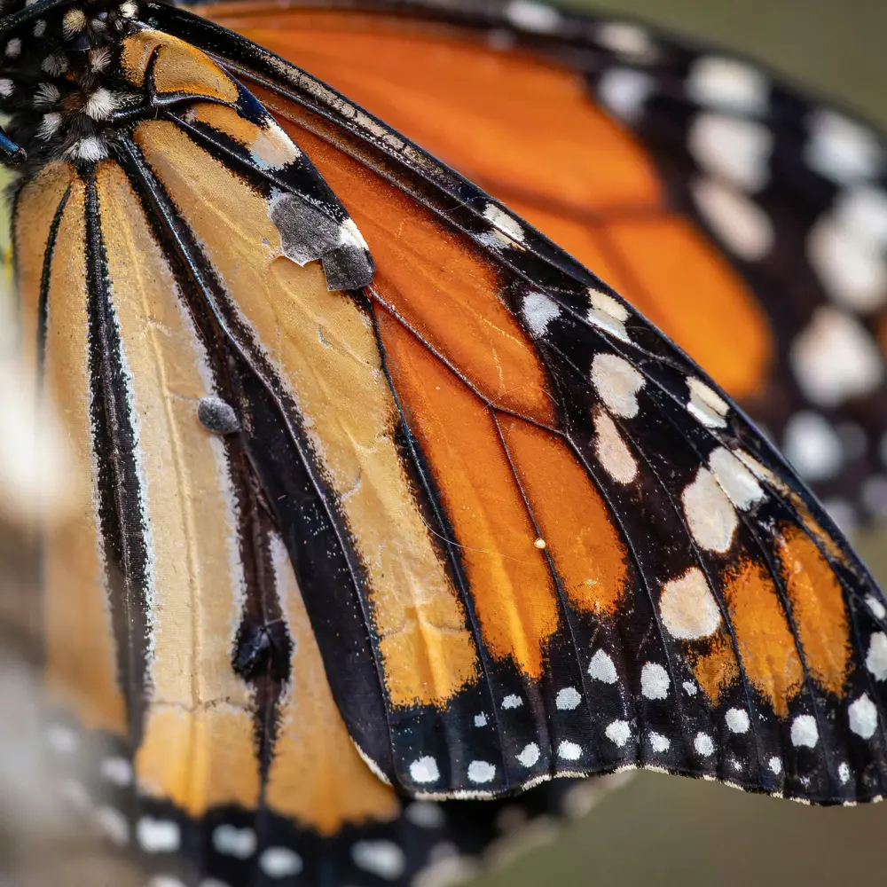 The butterfly wing upscaled, sharp and detailed
