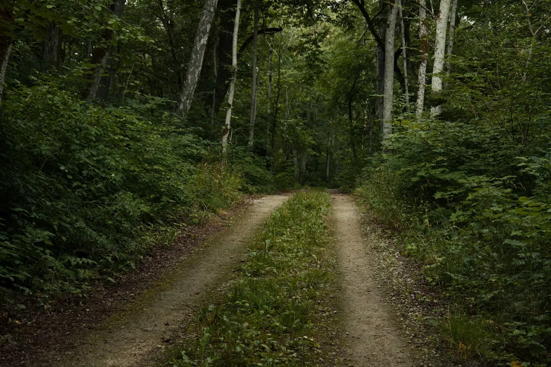 Gratuit Un sentier tranquille serpente à travers une forêt verte et luxuriante, parfaite pour la randonnée et les promenades dans la nature. Photos