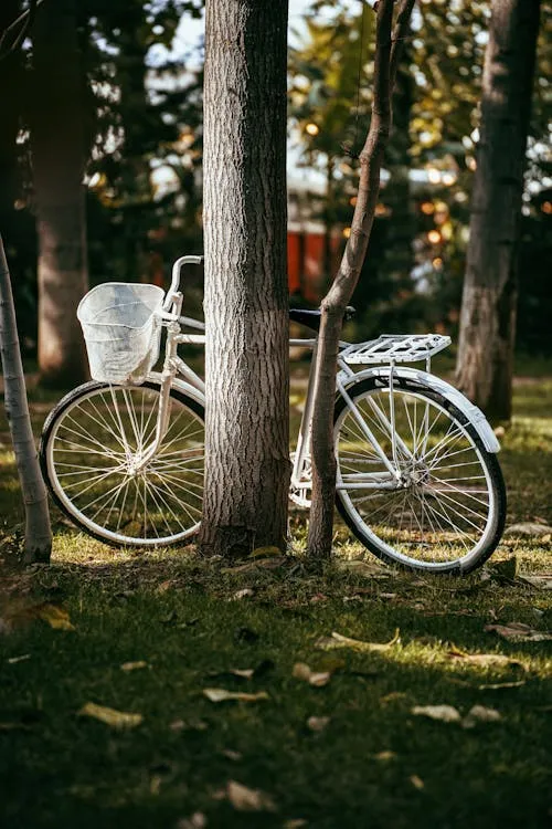 Gratuit Un vélo blanc classique repose contre un arbre dans un parc paisible. Photos