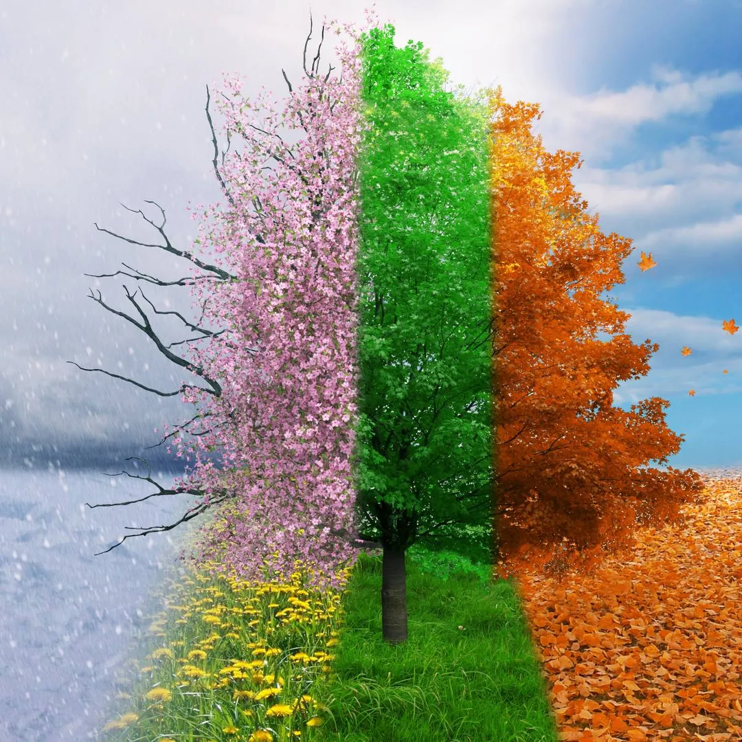 Arbre avec les 4 saisons