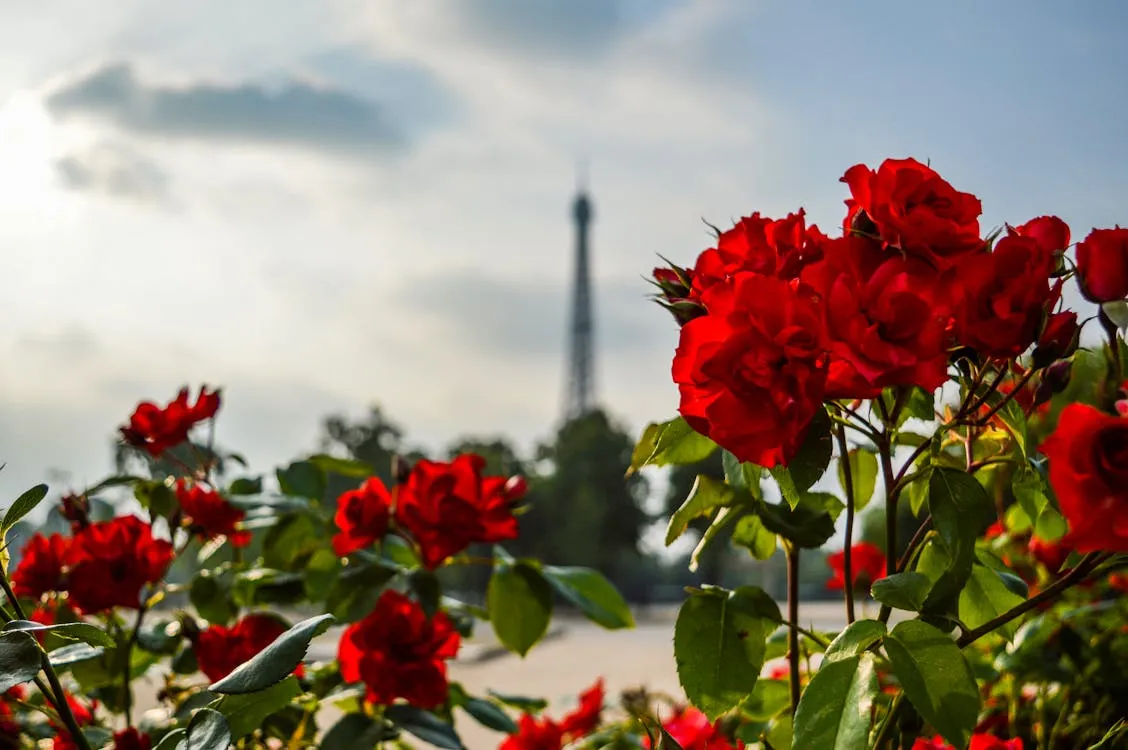 Gratuit Photographie De Fleurs Rouges Photos