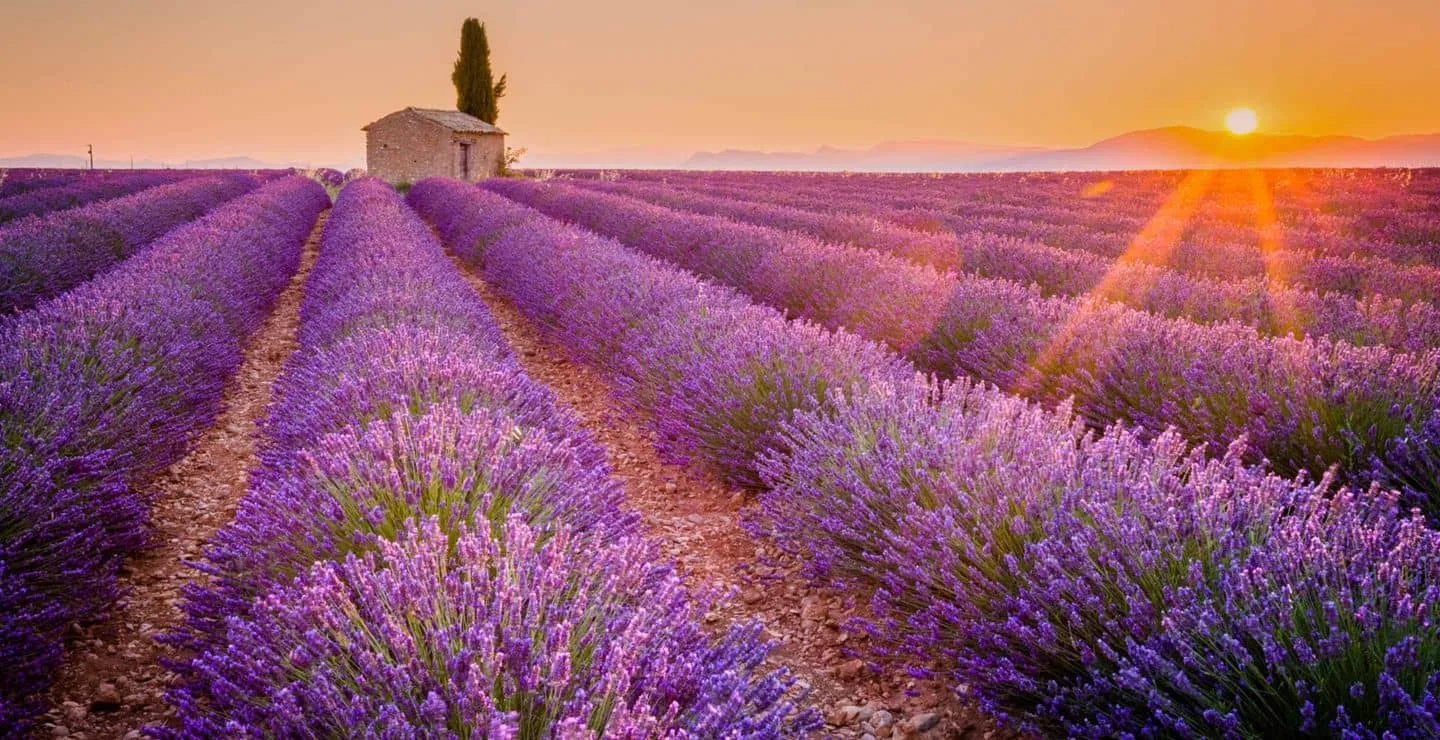 Investir dans le quartier Monts-de-Châtillon Champs de lavande Troyes
