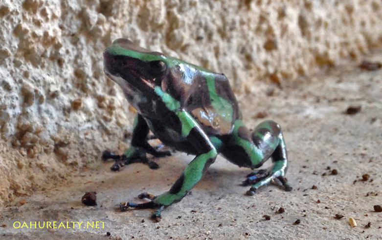 hawaii poison dart frog