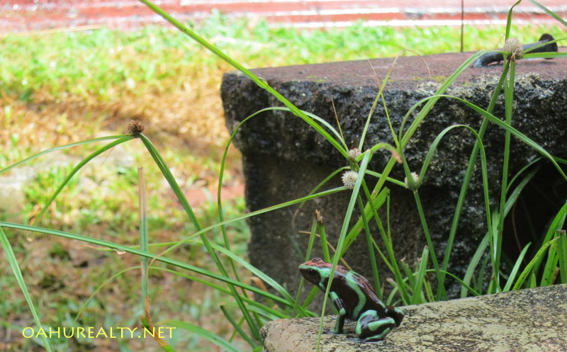 hawaii poison dart frog