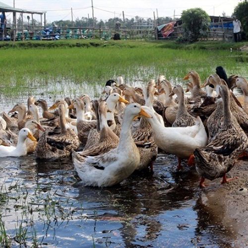 Hình ảnh Vịt Vàng Phim Hoạt Hình Bằng Tay PNG  Vịt Quay Động Vật Hình  Minh Họa Hoạt Hình PNG trong suốt và Vector để tải xuống miễn phí