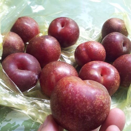 Ajuma Garden  Mận Hậu Sơn La  Ruby Plum Size Ngố