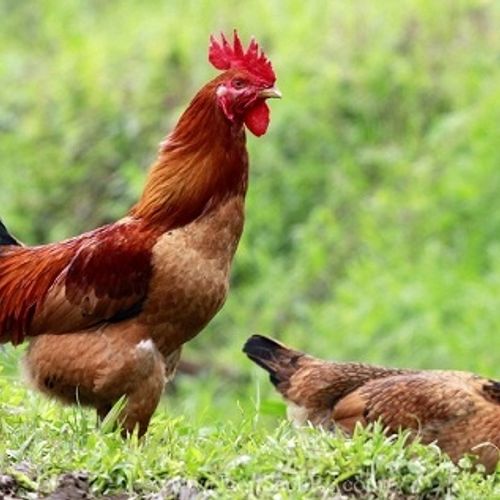 Giống gà Rốt Ri Lai Biểu tượng mới trong ngành chăn nuôi gia cầm Việt Nam