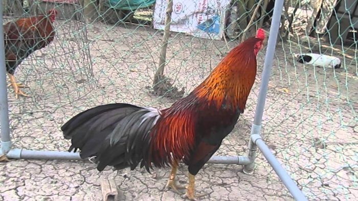 Cách nhận biết gà nòi rặc