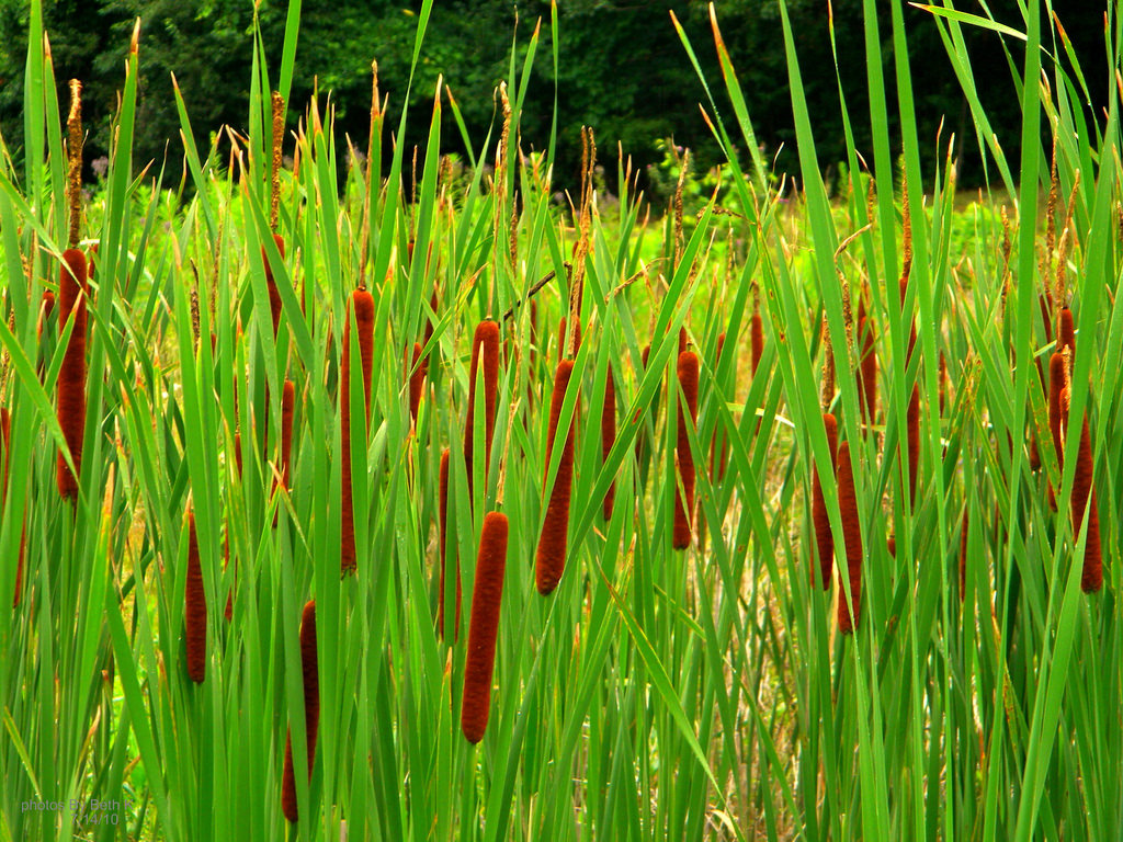 Cây cỏ xước có tác dụng chữa bệnh gì Hình ảnh các loại cách nhận biết
