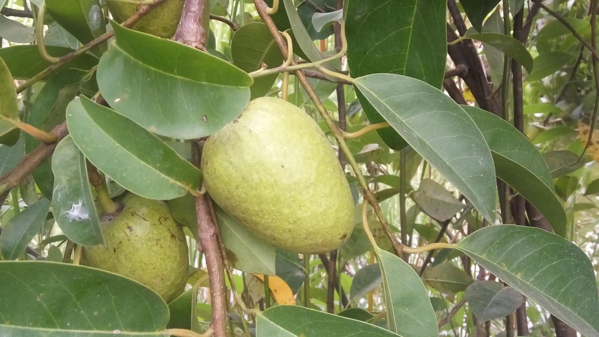 Các loại bướu cổ nào có thể được chữa bằng trái bình bát và các bướu cổ nào phải điều trị bằng phẫu thuật?
