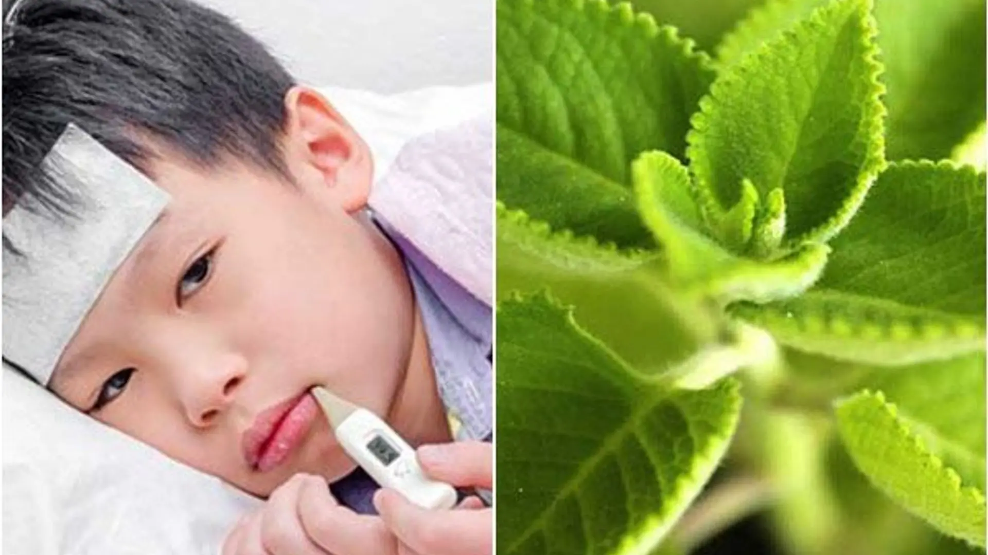 Cách sử dụng rau tần để hạ sốt cho trẻ em là gì?