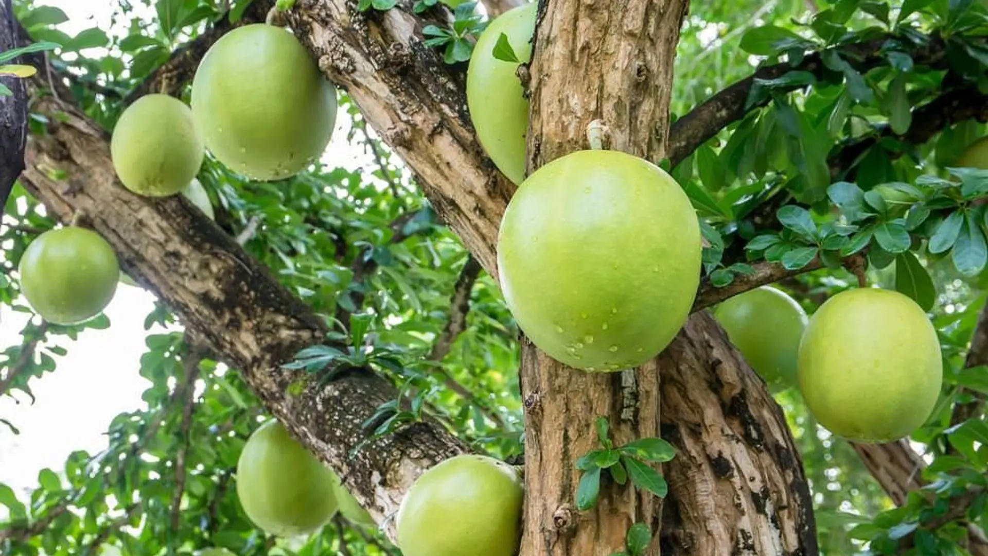 Quả đào tiên có thể chữa bệnh tiểu đường như thế nào? Có những tác dụng nào khác của quả đào tiên đối với sức khỏe?
