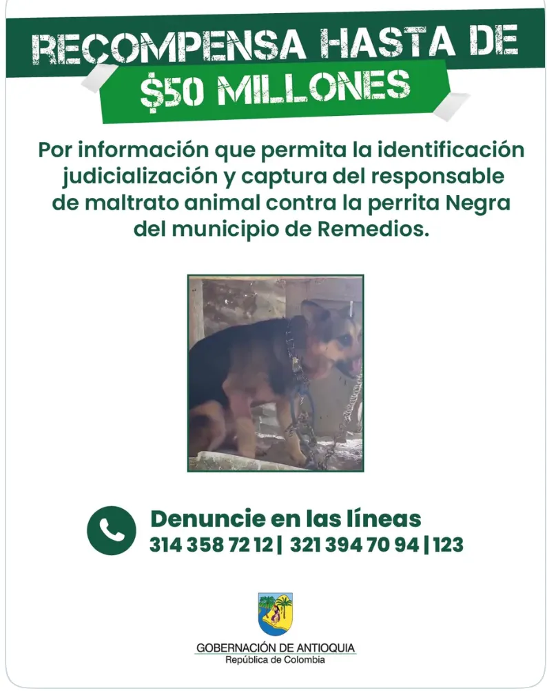 Gobernación de Antioquia ofrece recompensa de $50 millones por información sobre ataque contra perrita en Remedios