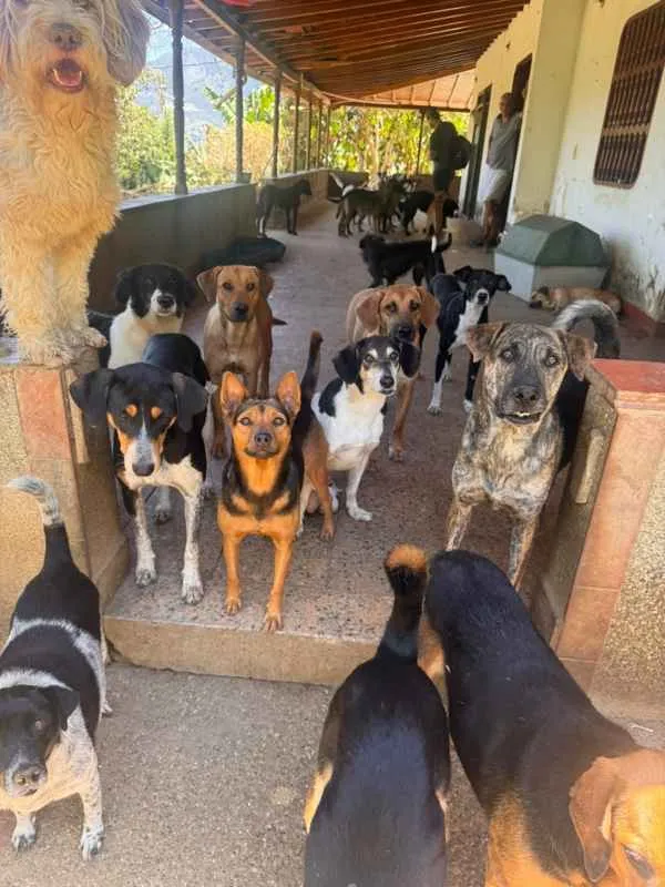 Un clamor por la vida animal: El desafío de Ana Cecilia Henao para trasladar el Refugio Huella Vital