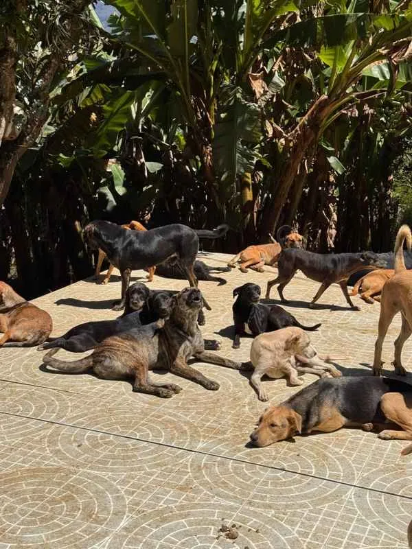 Un clamor por la vida animal: El desafío de Ana Cecilia Henao para trasladar el Refugio Huella Vital