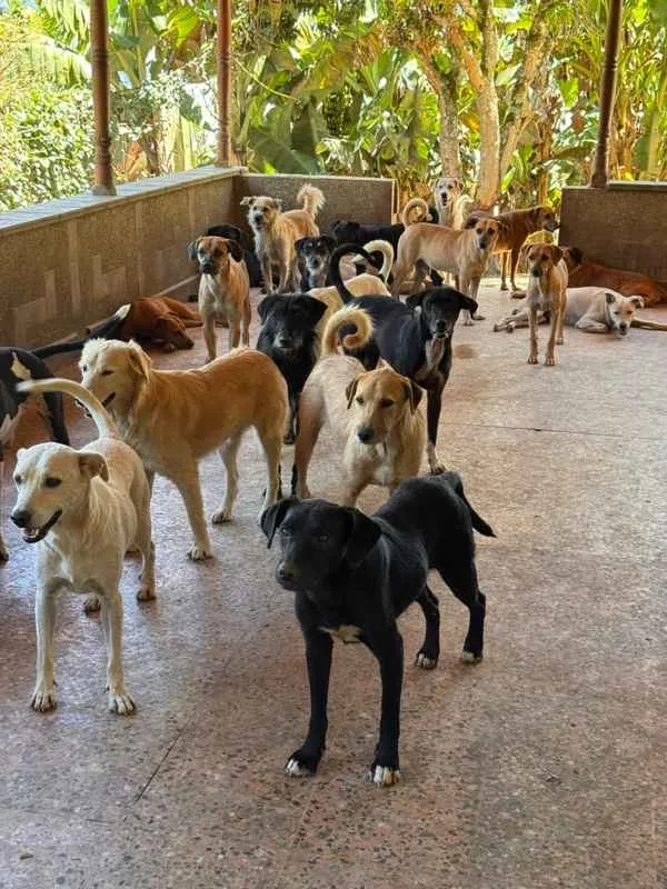 Un clamor por la vida animal: El desafío de Ana Cecilia Henao para trasladar el Refugio Huella Vital