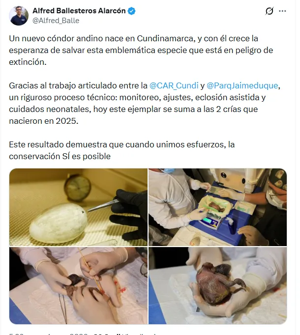 Nació Cattleya, nueva cría de cóndor andino tras proceso técnico de incubación asistida